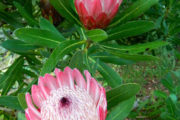 Protea Pink Ice Pazo Saleta Jardín