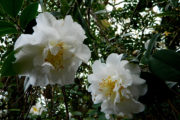 camellia japonica nobilissima jardín Saleta