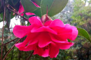 camellia pazo de la saleta