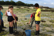 Taller De Marisqueo